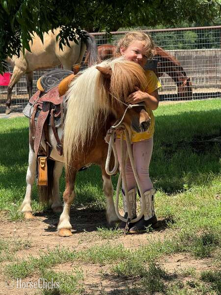 Texas "Ferdinand" Sorrel Gelding American Miniature