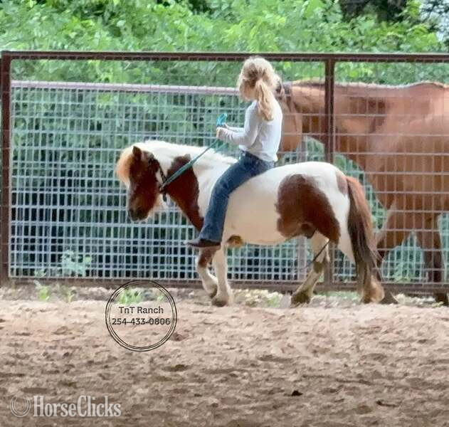 "Ferdinand" Sorrel Gelding American Miniature - American Miniature in Texas