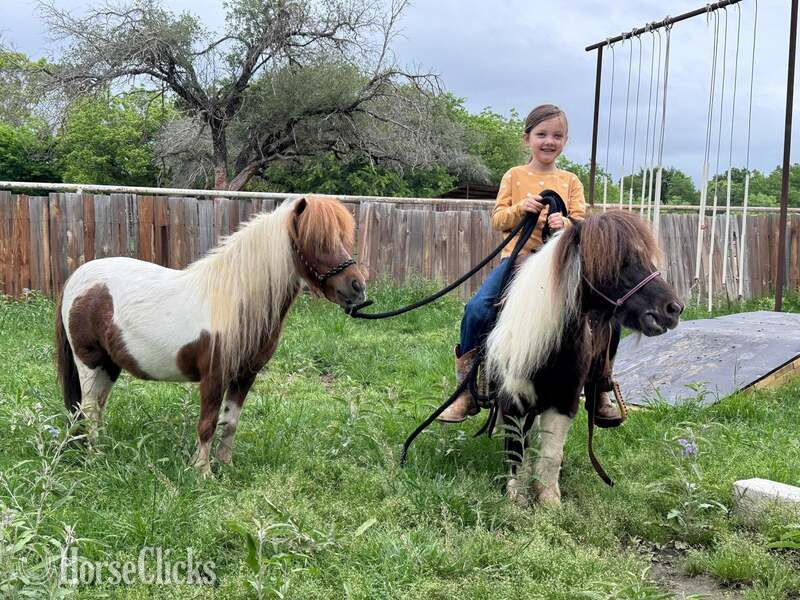 "Ferdinand" Sorrel Gelding American Miniature - American Miniature
