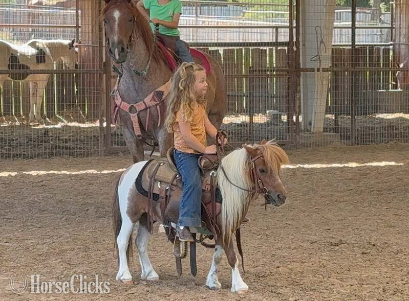 "Ferdinand" Sorrel Gelding American Miniature Texas