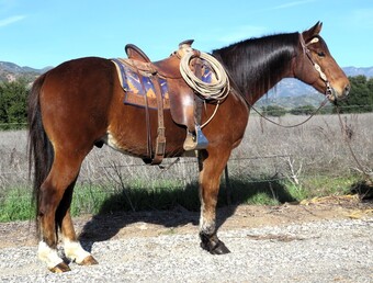 "STANLEY" Bay Gelding Draft