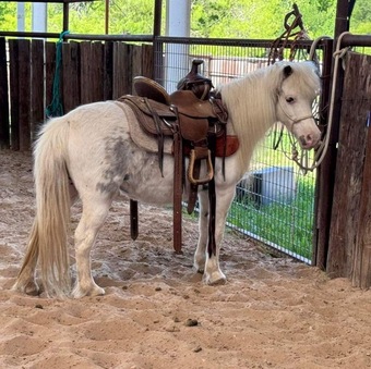"Frost" White Mare Pony
