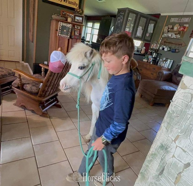 "Frost" White Mare Pony