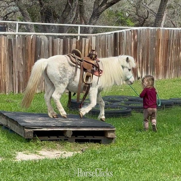 Texas "Frost" White Mare Pony