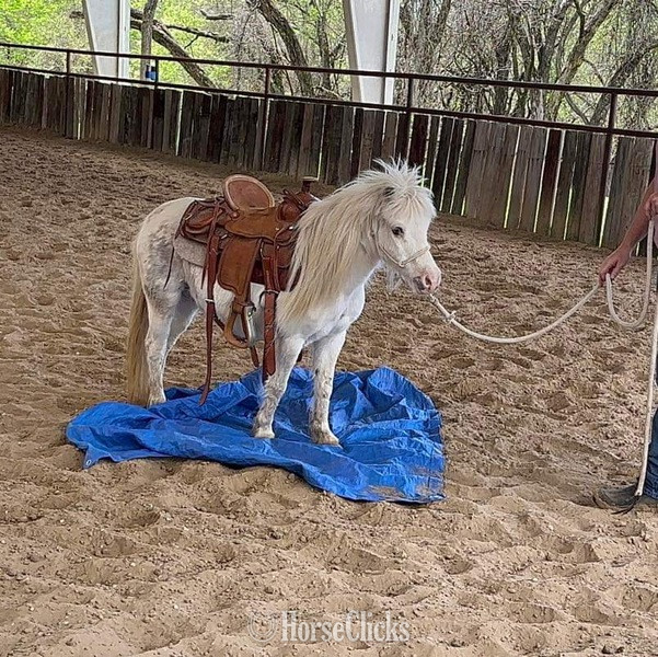 "Frost" White Mare Pony - Pony in Texas