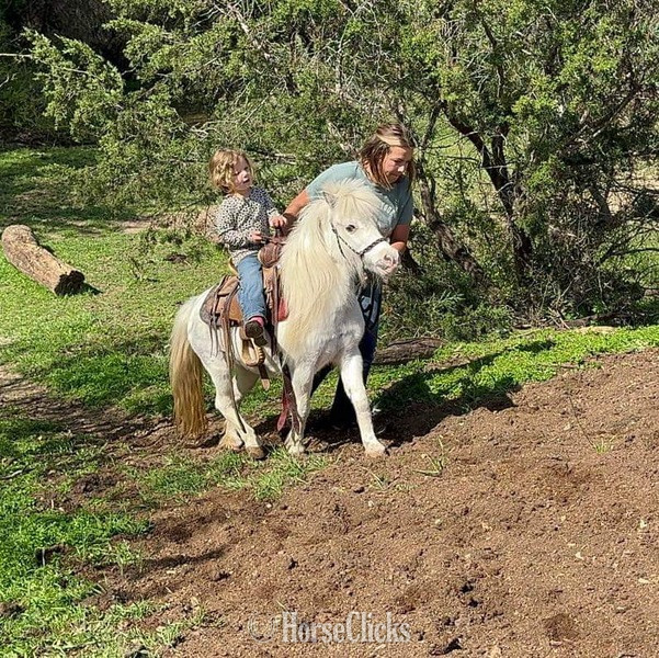"Frost" White Mare Pony - Pony