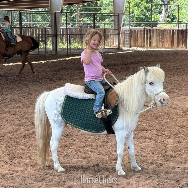 "Frost" White Mare Pony Texas