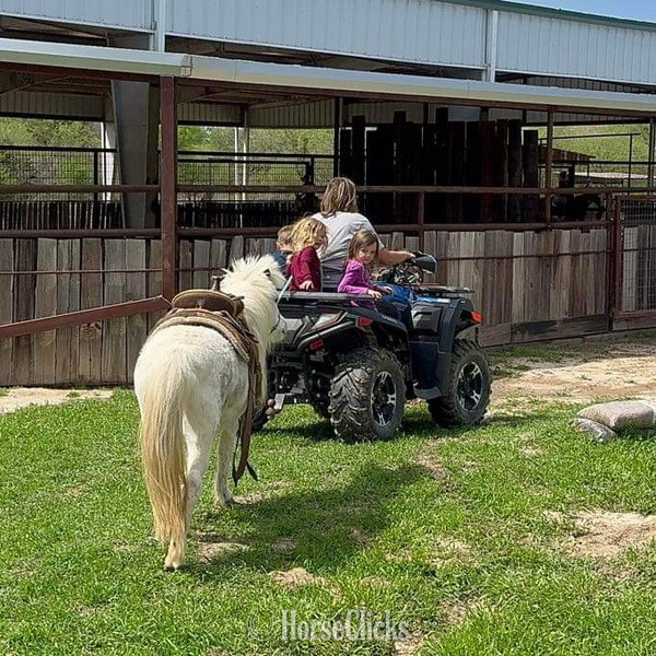 Pony - "Frost" White Mare Pony in Texas