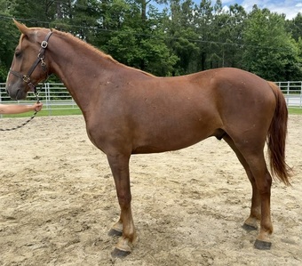 "Sorrel" Sorrel Gelding Draft