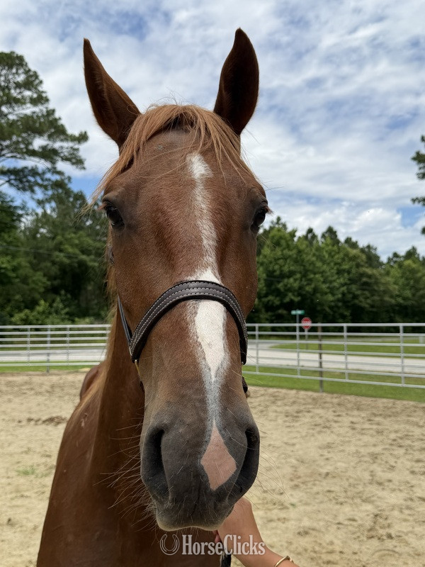 "Sorrel" Sorrel Gelding Draft - Draft