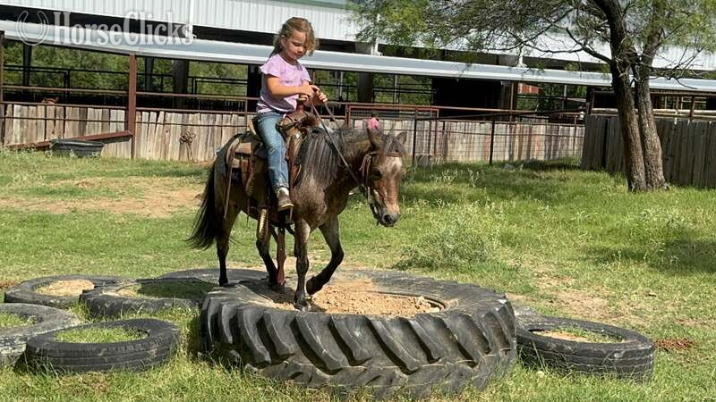 "Jelly Beans" Bay Roan Gelding Pony