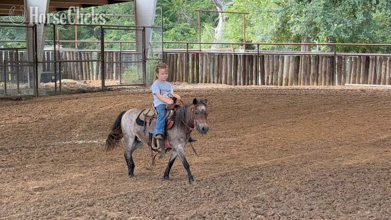 "Jelly Beans" Bay Roan Gelding Pony - Pony in Texas