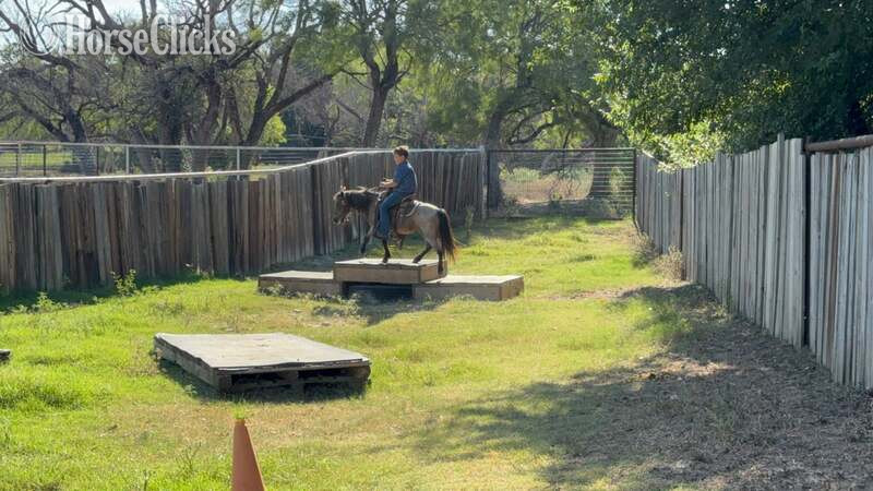 "Jelly Beans" Bay Roan Gelding Pony Texas
