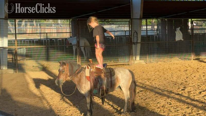 Pony - "Jelly Beans" Bay Roan Gelding Pony