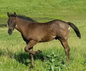 "Homozygous Roan" Blue Roan Colt Quarter Horse