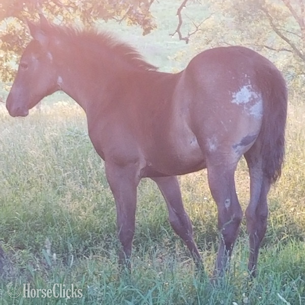"Homozygous Roan" Blue Roan Colt Quarter Horse