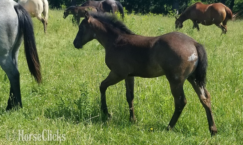 "Homozygous Roan" Blue Roan Colt Quarter Horse Iowa
