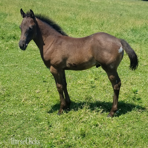 Quarter Horse - "Homozygous Roan" Blue Roan Colt Quarter Horse