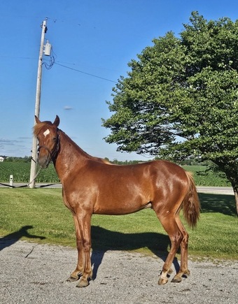 "Freeborn Hector " Sorrel Gelding Rocky Mountain