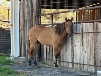 "Clover" Dun Filly Quarter Horse