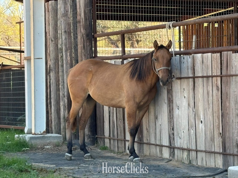 "Clover" Dun Filly Quarter Horse in Texas