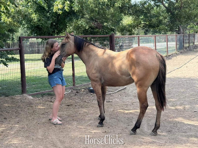 "Clover" Dun Filly Quarter Horse