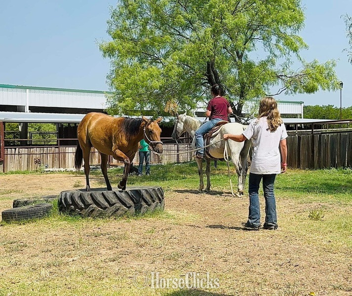 Texas "Clover" Dun Filly Quarter Horse