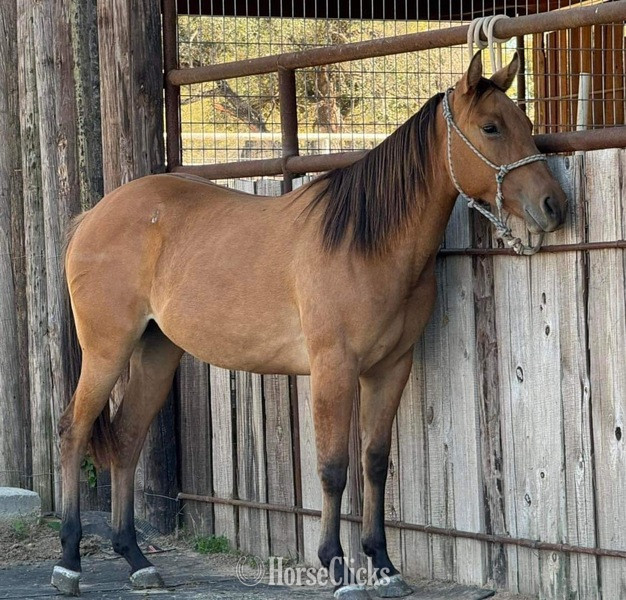 "Clover" Dun Filly Quarter Horse - Quarter Horse in Texas