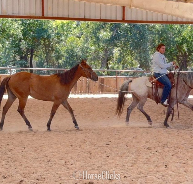 "Clover" Dun Filly Quarter Horse - Quarter Horse