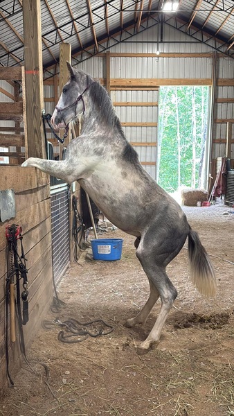 "4BF?S Stallone ?Sly?" Other Colt Racking Horse