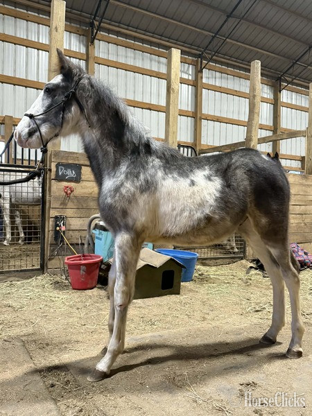 "4BF?S Stallone ?Sly?" Other Colt Racking Horse Kentucky