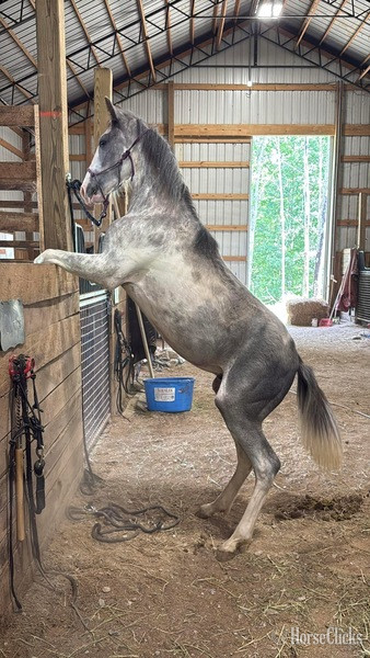 "4BF?S Stallone ?Sly?" Other Colt Racking Horse in Kentucky