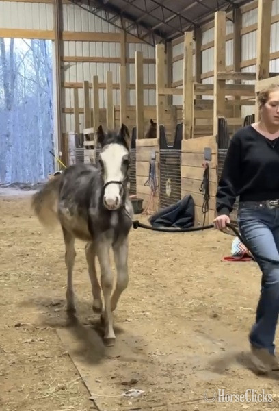 "4BF?S Stallone ?Sly?" Other Colt Racking Horse