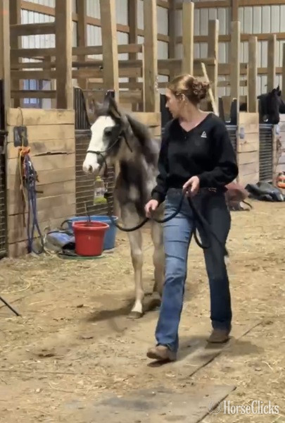 Kentucky "4BF?S Stallone ?Sly?" Other Colt Racking Horse