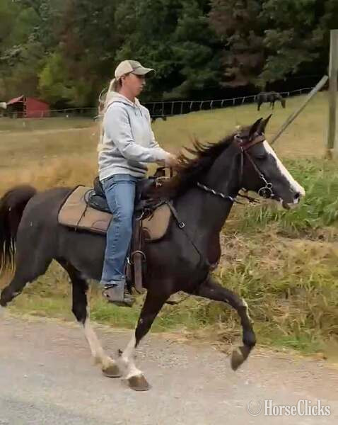 "4BF?S Stallone ?Sly?" Other Colt Racking Horse - Racking Horse in Kentucky