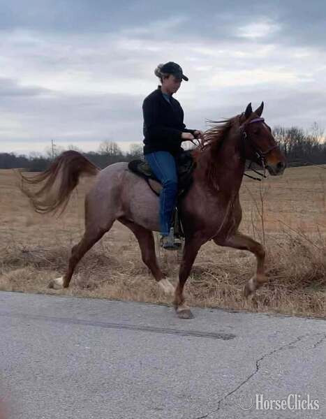 "4BF?S Stallone ?Sly?" Other Colt Racking Horse - Racking Horse