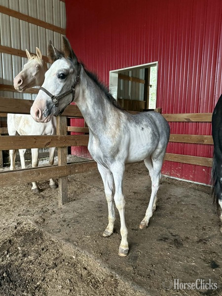Racking Horse - "4BF?S Stallone ?Sly?" Other Colt Racking Horse in Kentucky
