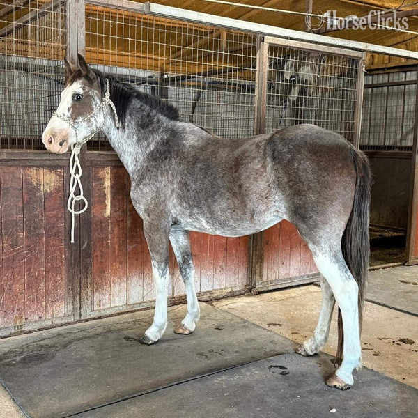 "Hattie" Other Mare Paint in Texas