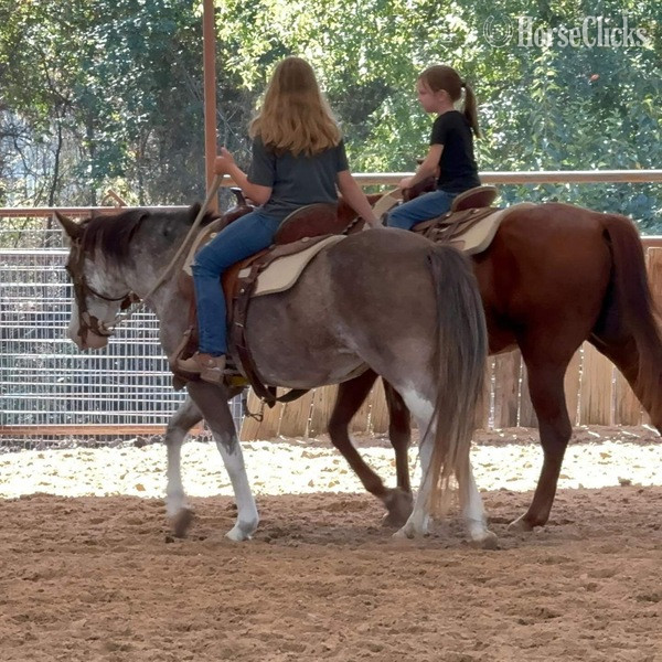 "Hattie" Other Mare Paint