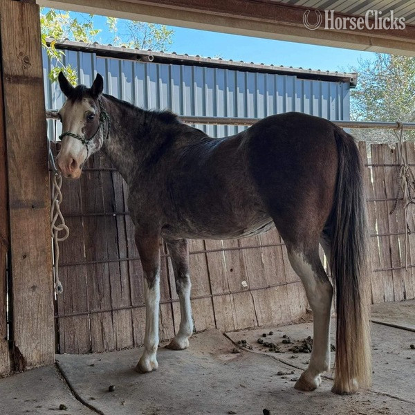 "Hattie" Other Mare Paint - Paint in Texas