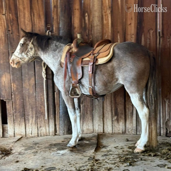 "Hattie" Other Mare Paint - Paint