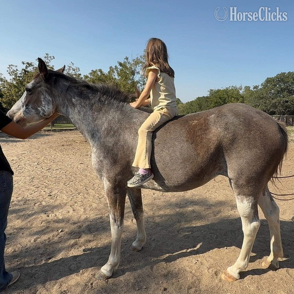 "Hattie" Other Mare Paint Texas