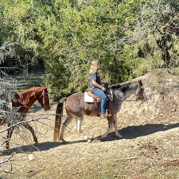 Paint - "Hattie" Other Mare Paint in Texas