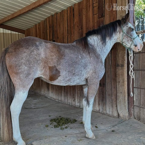 Paint - "Hattie" Other Mare Paint