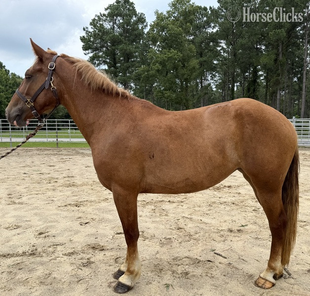 "Sorrel" Sorrel Mare Morgan