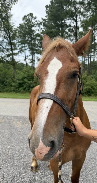 North Carolina "Sorrel" Sorrel Mare Morgan