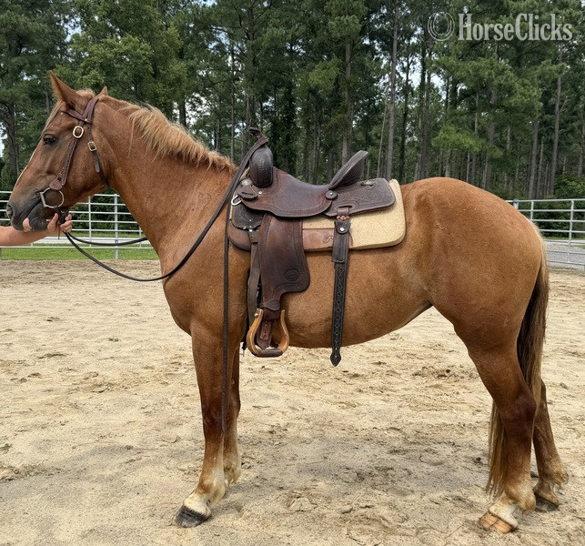 "Sorrel" Sorrel Mare Morgan - Morgan in North Carolina