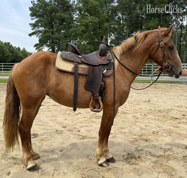"Sorrel" Sorrel Mare Morgan - Morgan