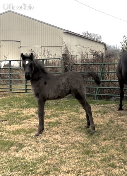 "Ozzy" Black Colt Rocky Mountain Kentucky