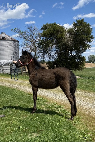 "Ozzy" Black Colt Rocky Mountain in Kentucky